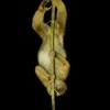 Outlon bornejsky - Nycticebus menagensis - Philippine Bornean Slow Loris o6278